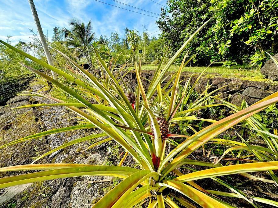 Puna Zen Botanical Garden Retreat Keaau Ngoại thất bức ảnh