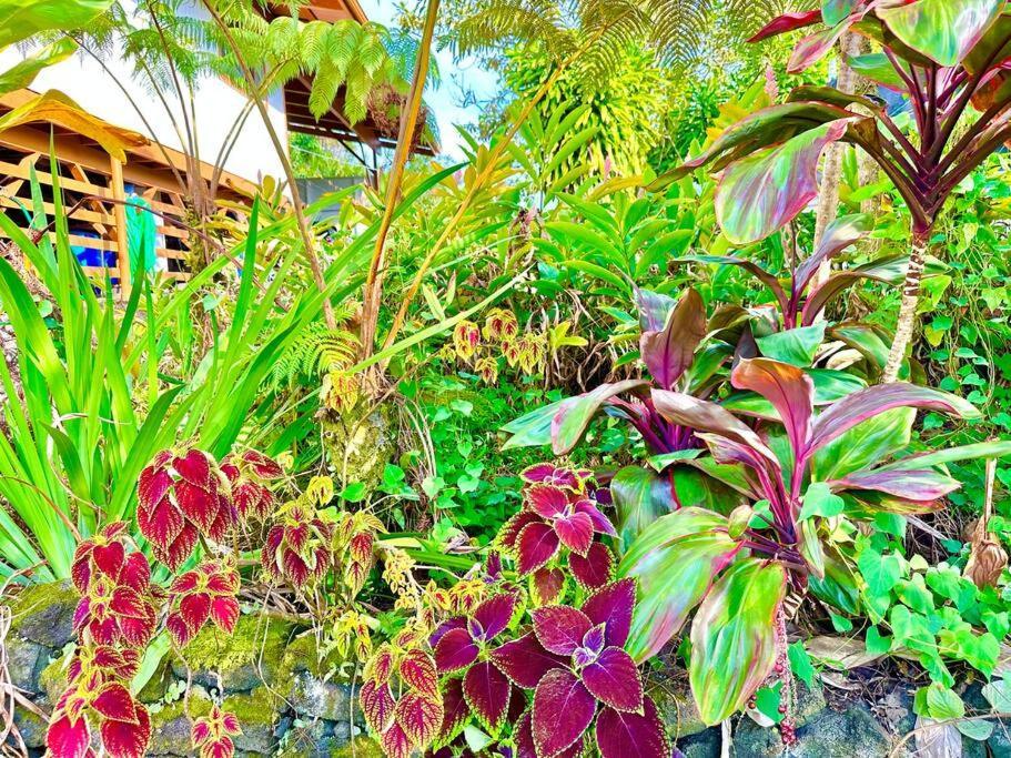 Puna Zen Botanical Garden Retreat Keaau Ngoại thất bức ảnh